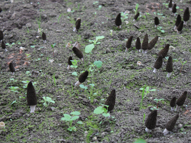 Morilles Bourg De Visa