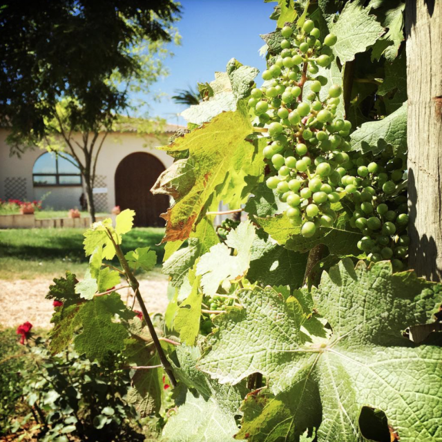 Vignes Chateau Coutinel