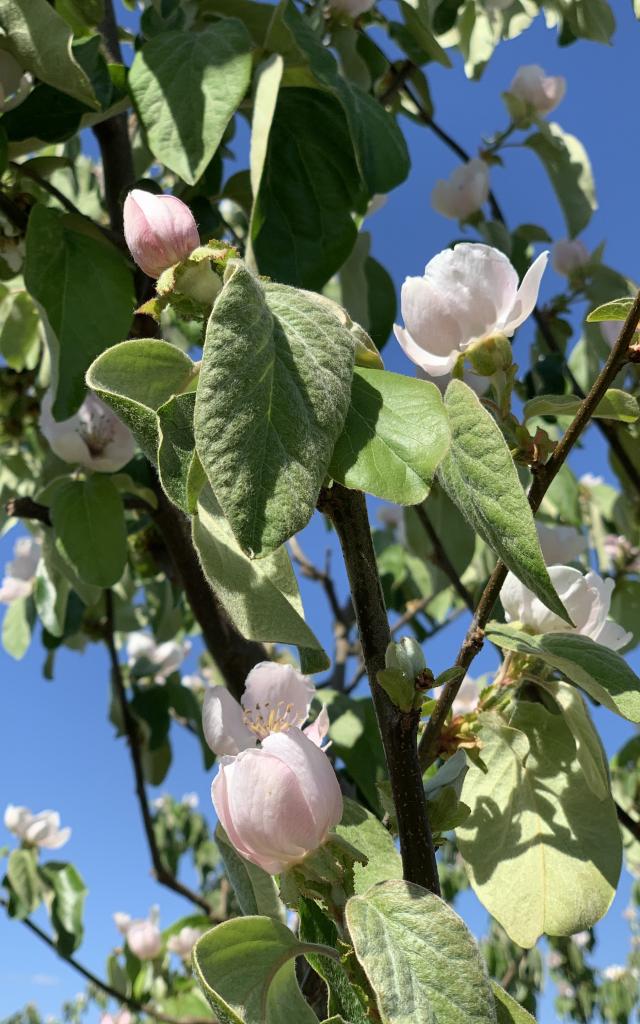 Arbres En Fleurs Touticaut