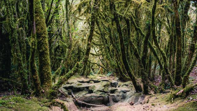 Forêt sur le circuit de cabéou à Bruniquel