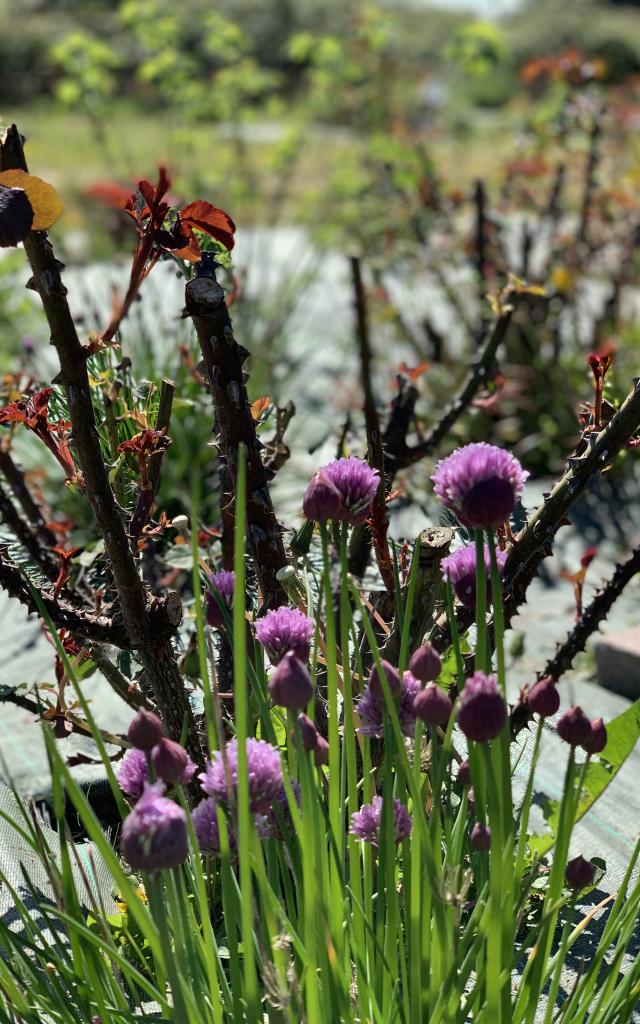 Herbes Touticaut