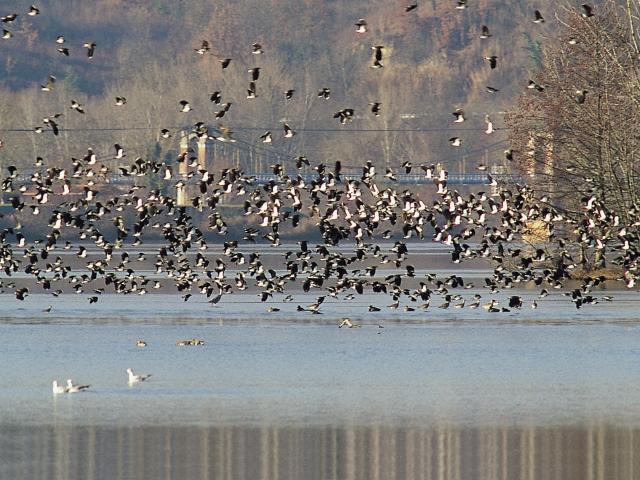 Réserve ornithologique à Saint-Nicolas de la Grave