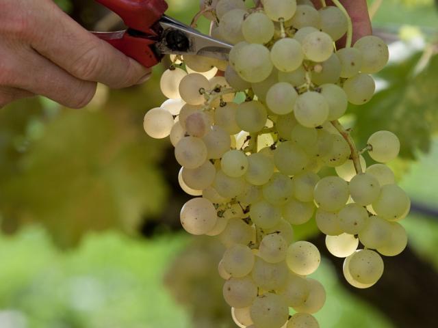 Chasselas ou les Grains dorés