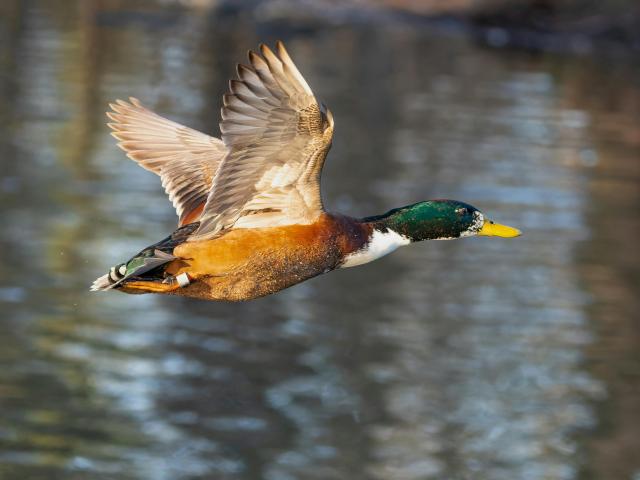 Canard colvert