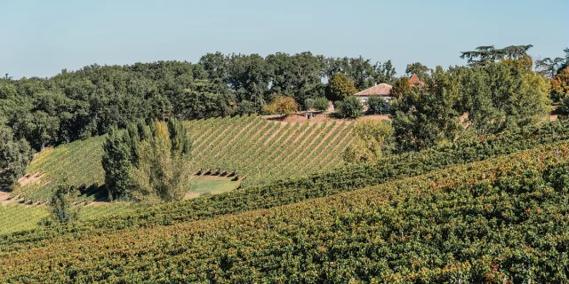 Vignes des coteaux du Quercy