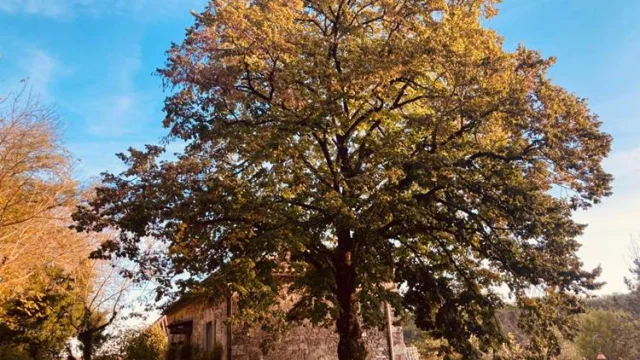 Domaine Sainte Raffine Automne 8