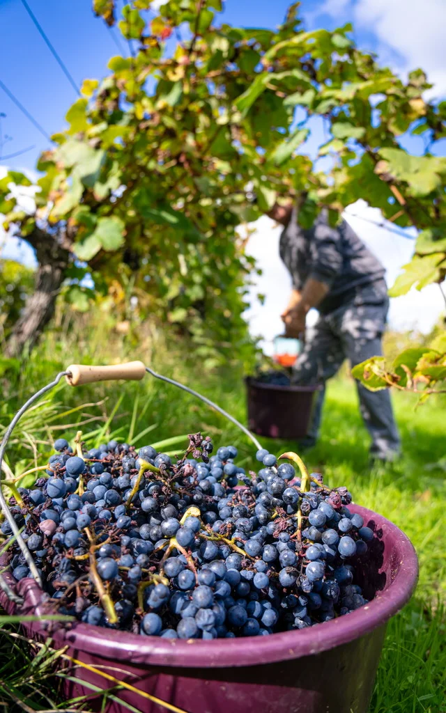 Domaine La Tucayne Lescoflocs