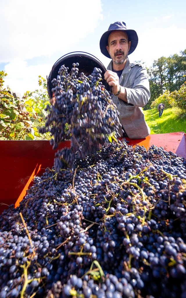 Vendanges La Tucayne Lescoflocs