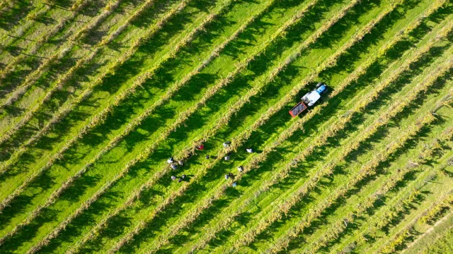 Vignes La Tucayne Lescoflocs